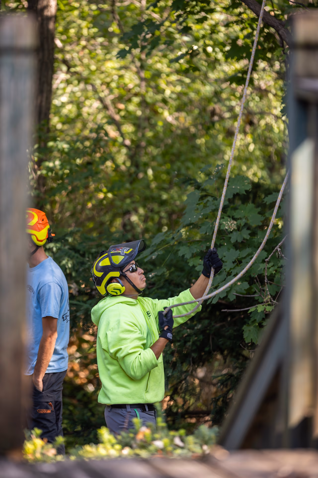 Tree Trimming & Pruning