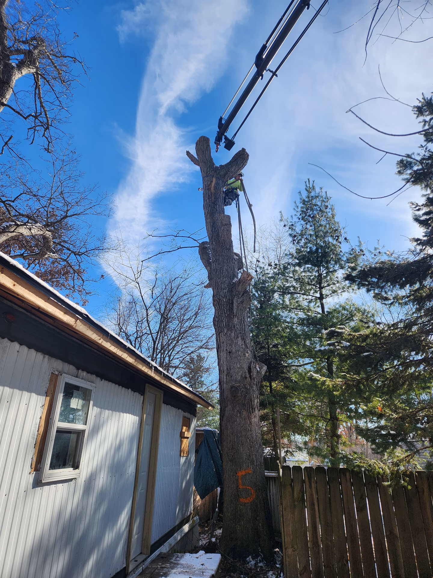 Climber Topping a Dead Oak, Crane-Assisted