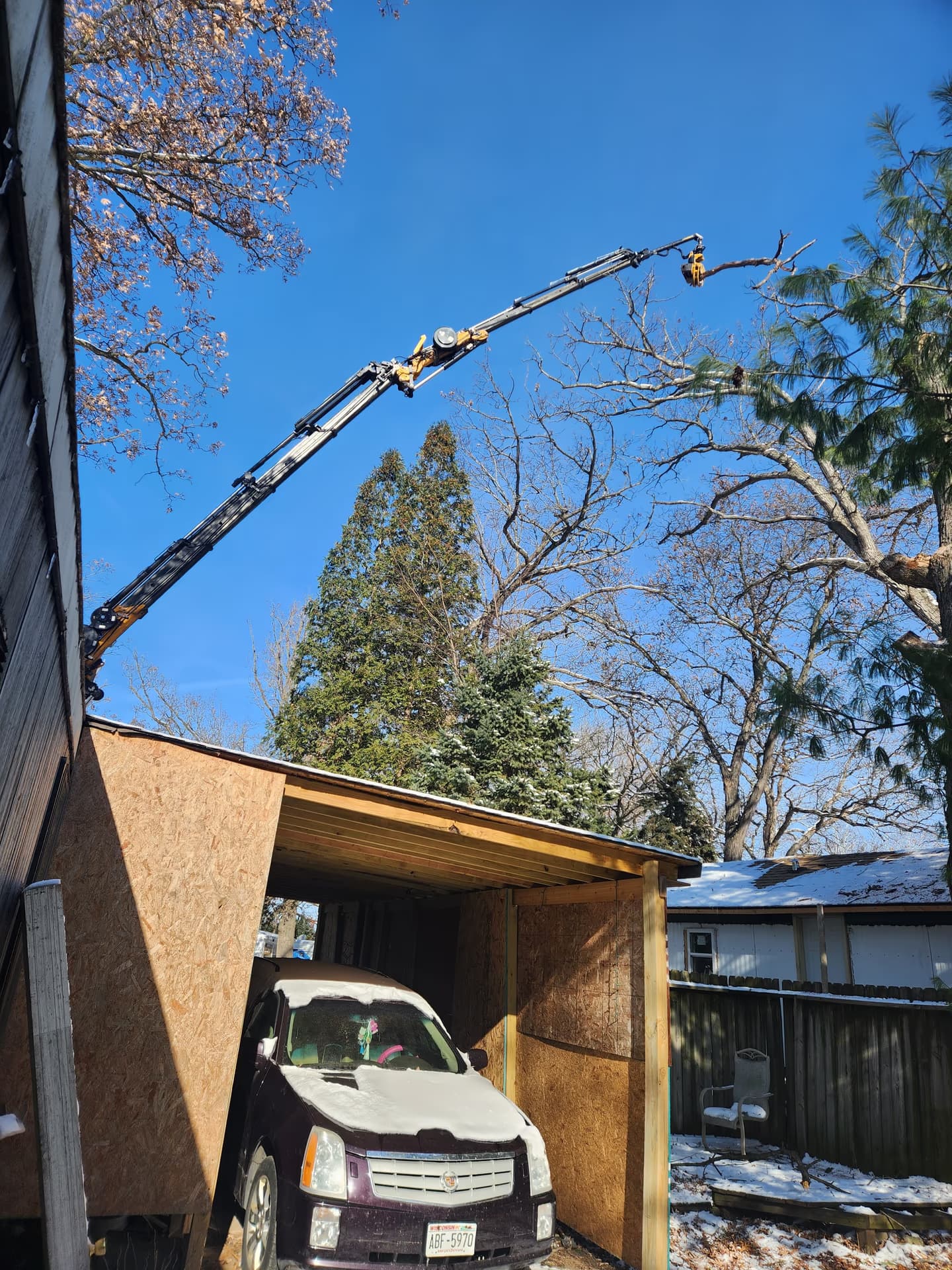 Treat or Remove? Verona's Ash Trees at the Emerald Ash Borer Decision Point