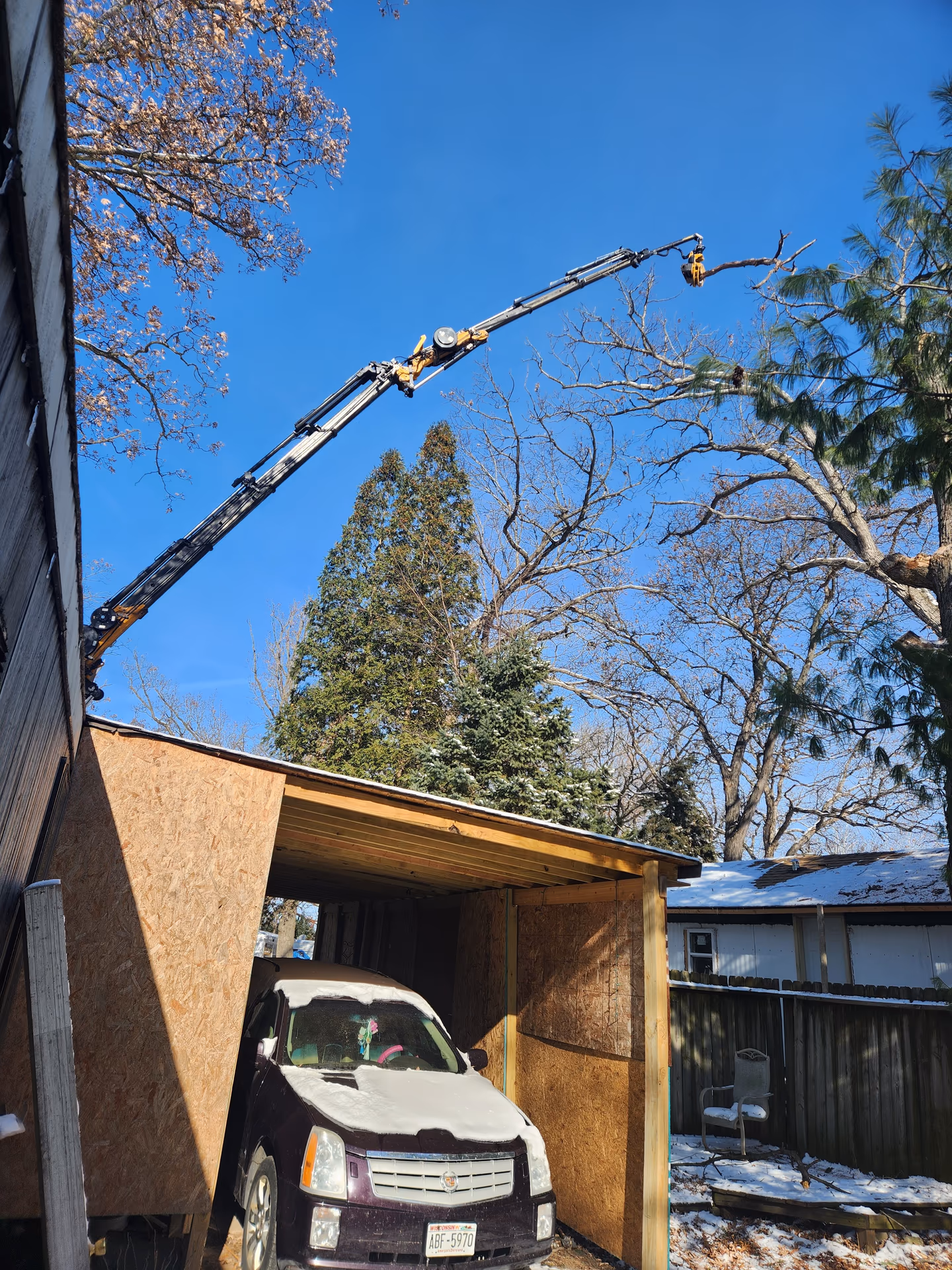Treat or Remove? Verona's Ash Trees at the Emerald Ash Borer Decision Point