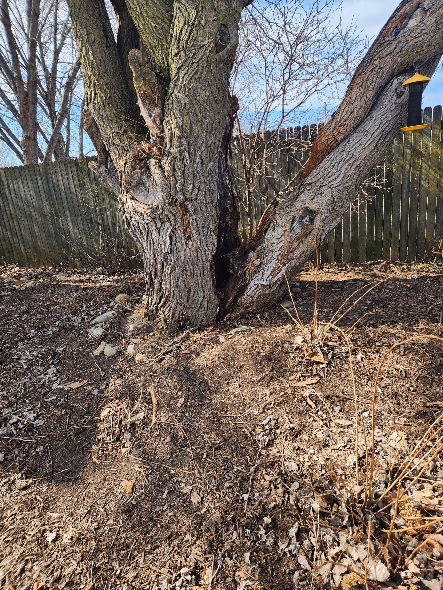 Decay Cavity Found at the Base of a Failing Tree