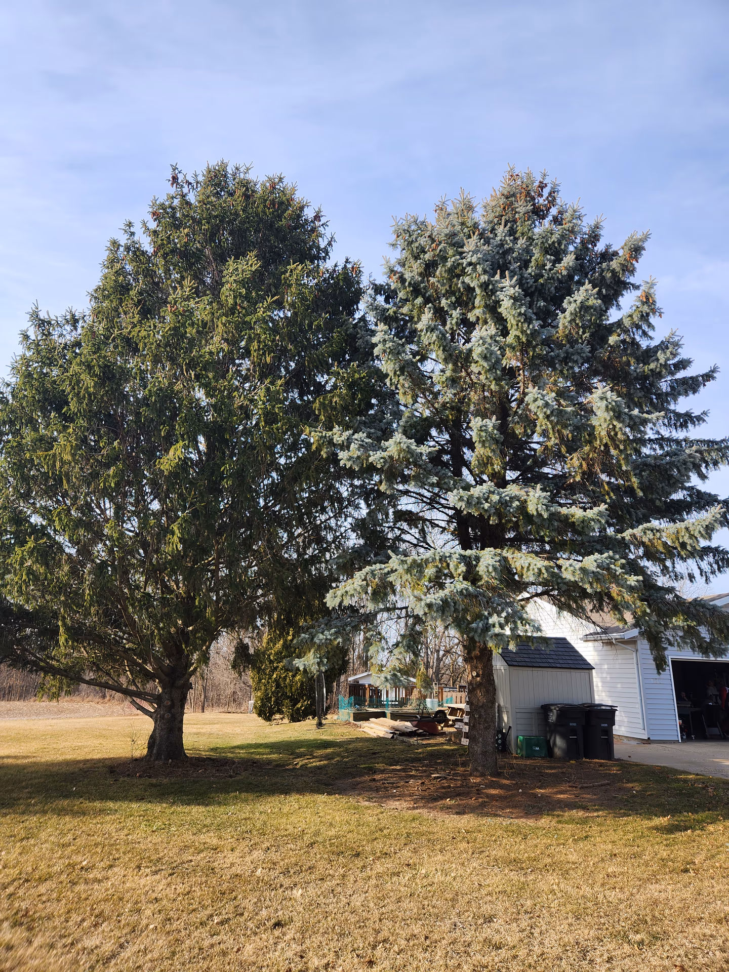 Evergreens Preserved During a Selective Removal