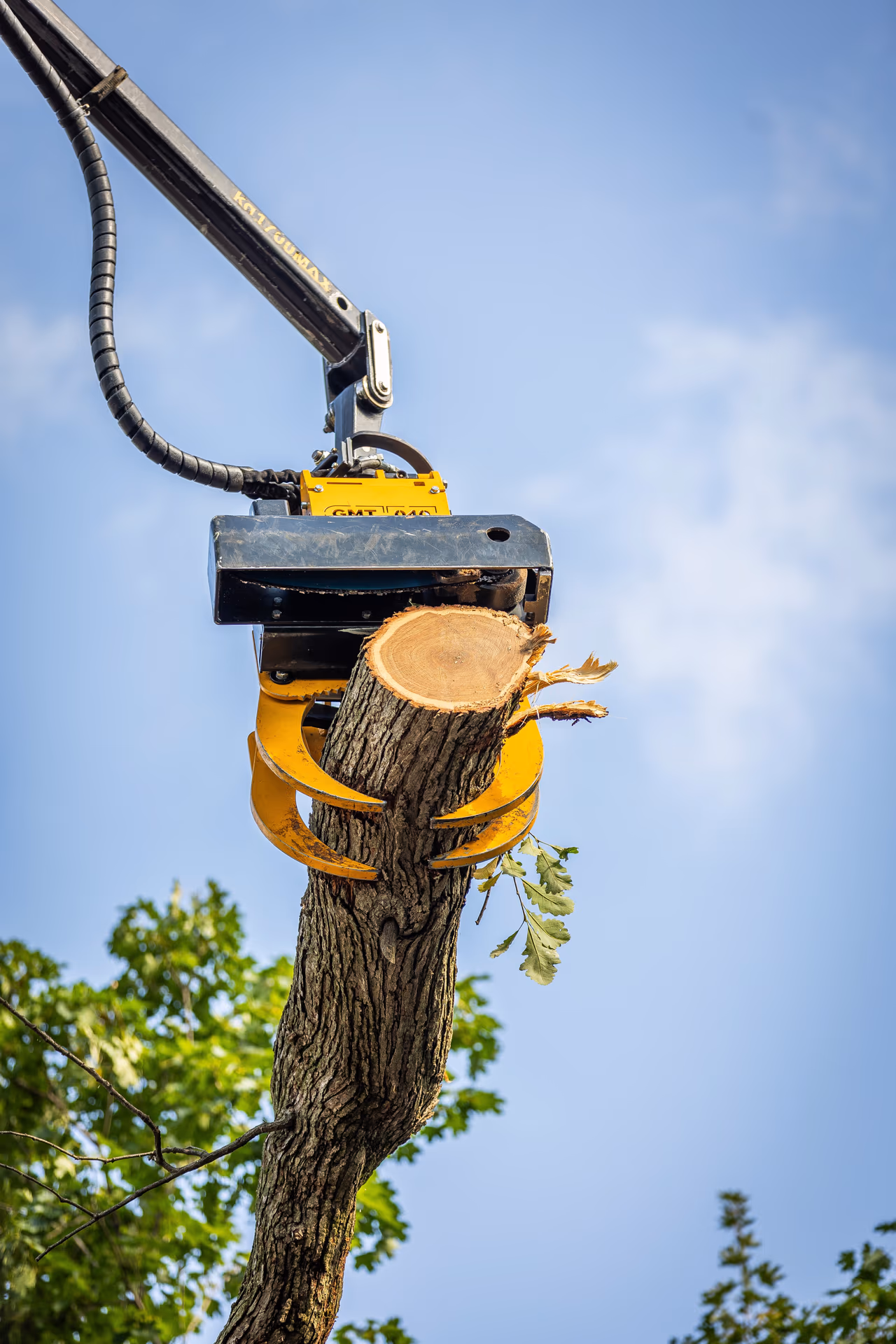 Tree Removal