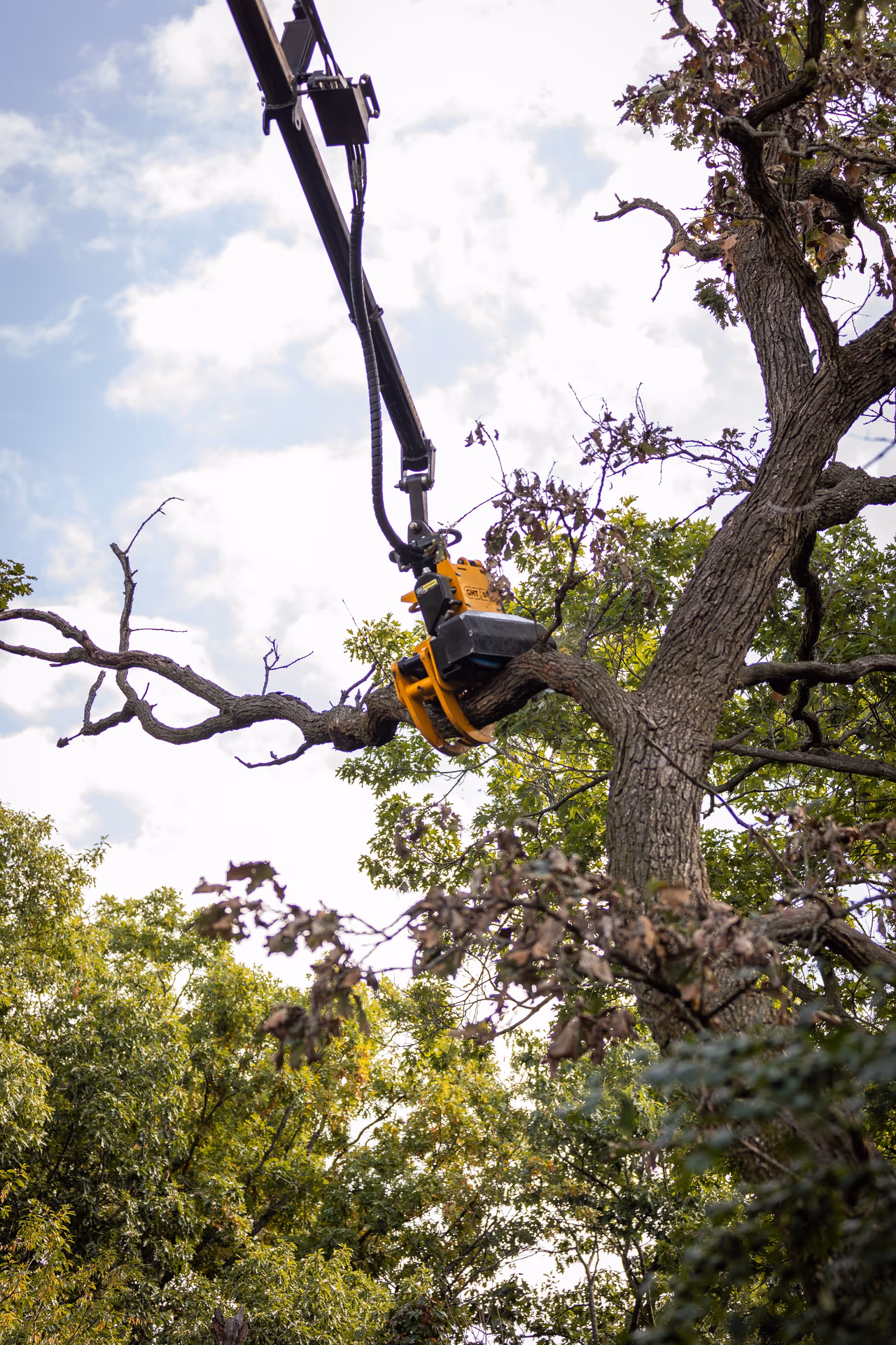 Why Silver Maples Split in Fitchburg Storms (and What to Do Before the Next One)