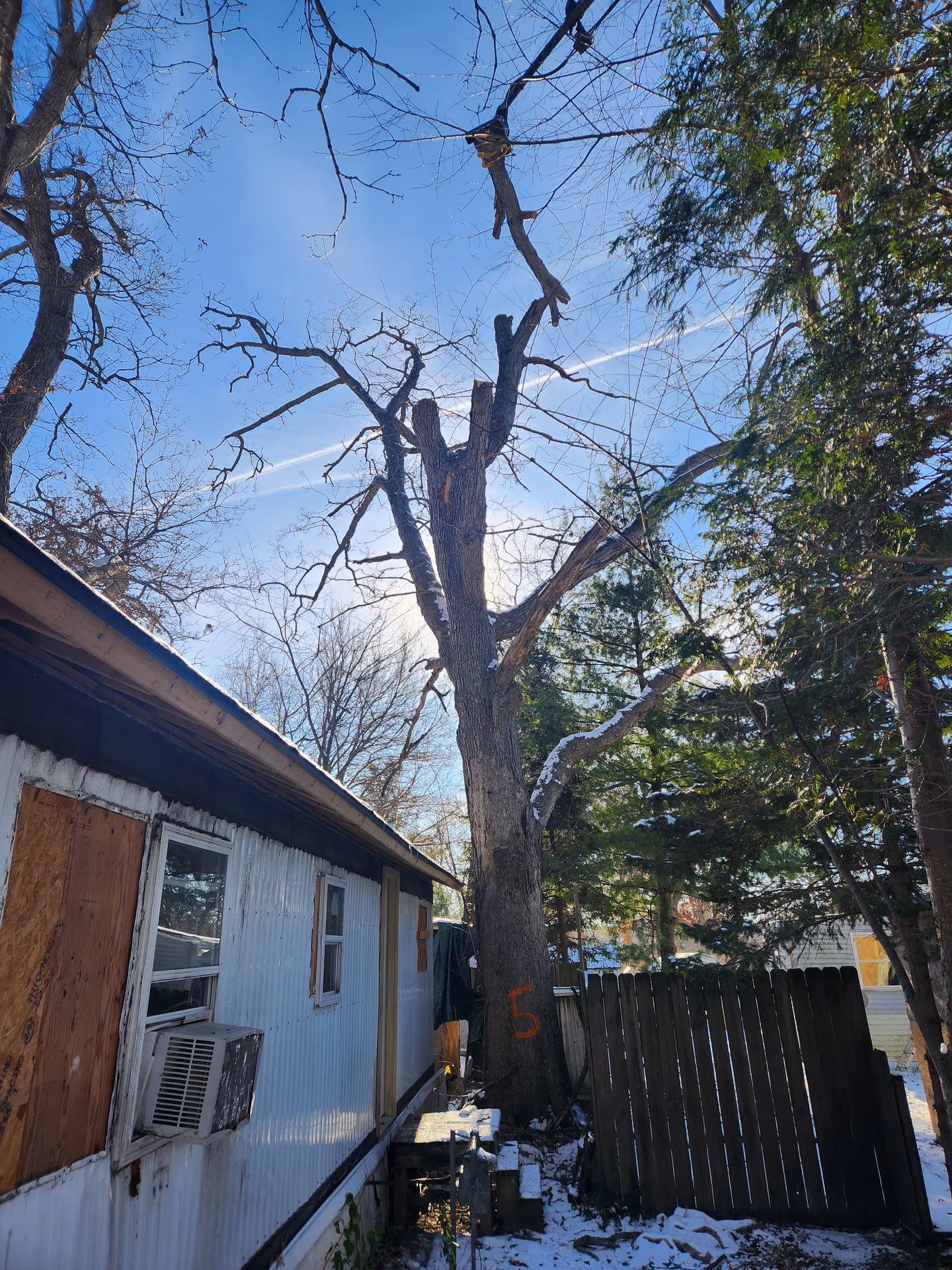 Oak Wilt in Middleton: What Homeowners Near Pheasant Branch Need to Know