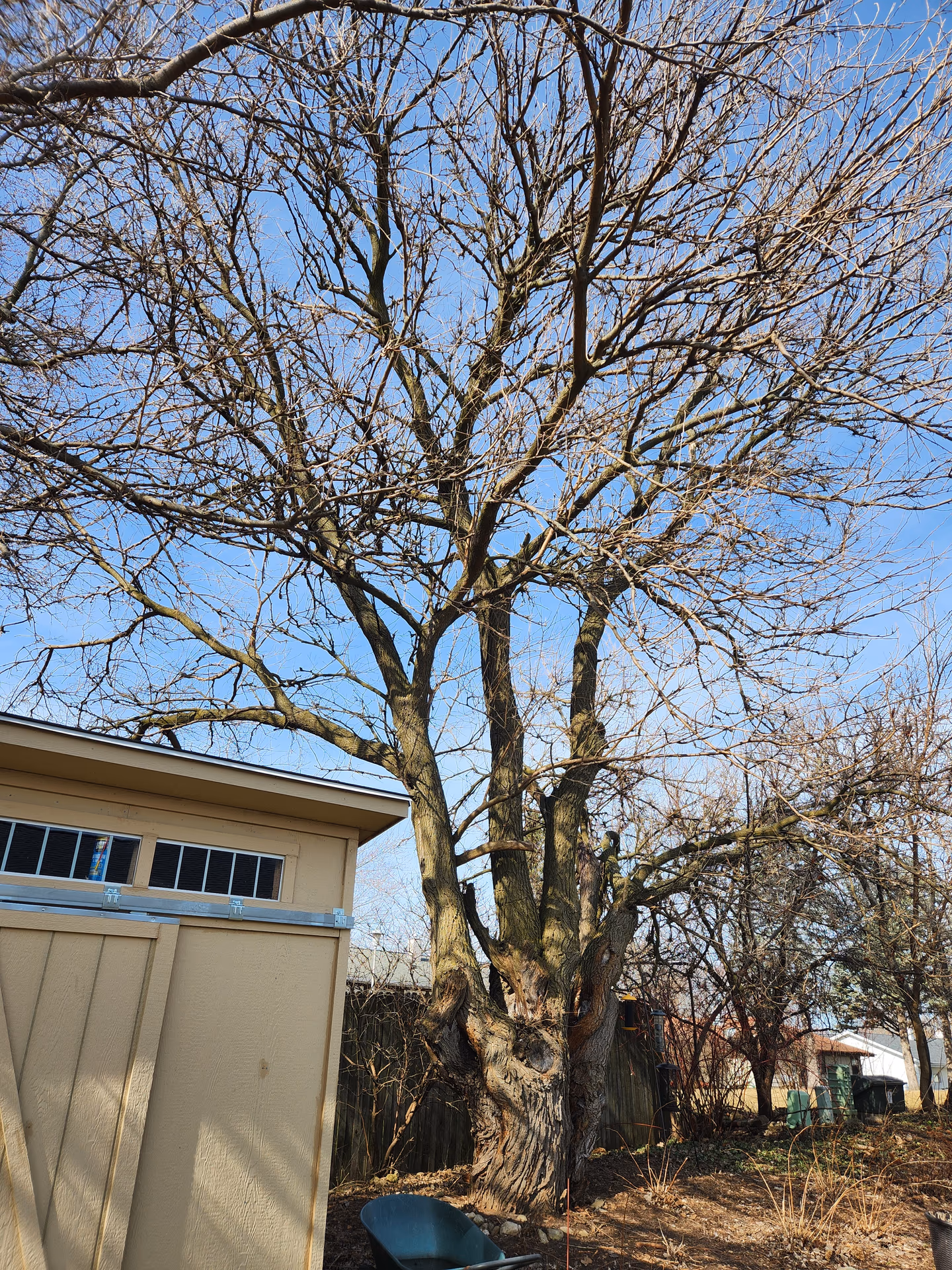 Multi-Stem Tree Assessment — Milton