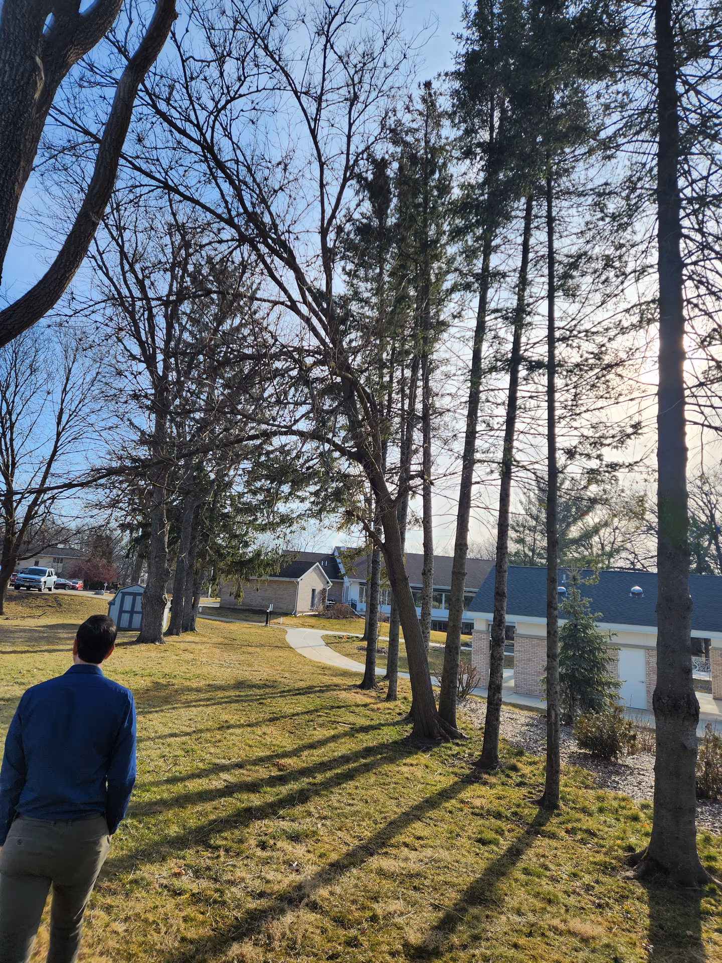 Terrace Tree Removal — Milton