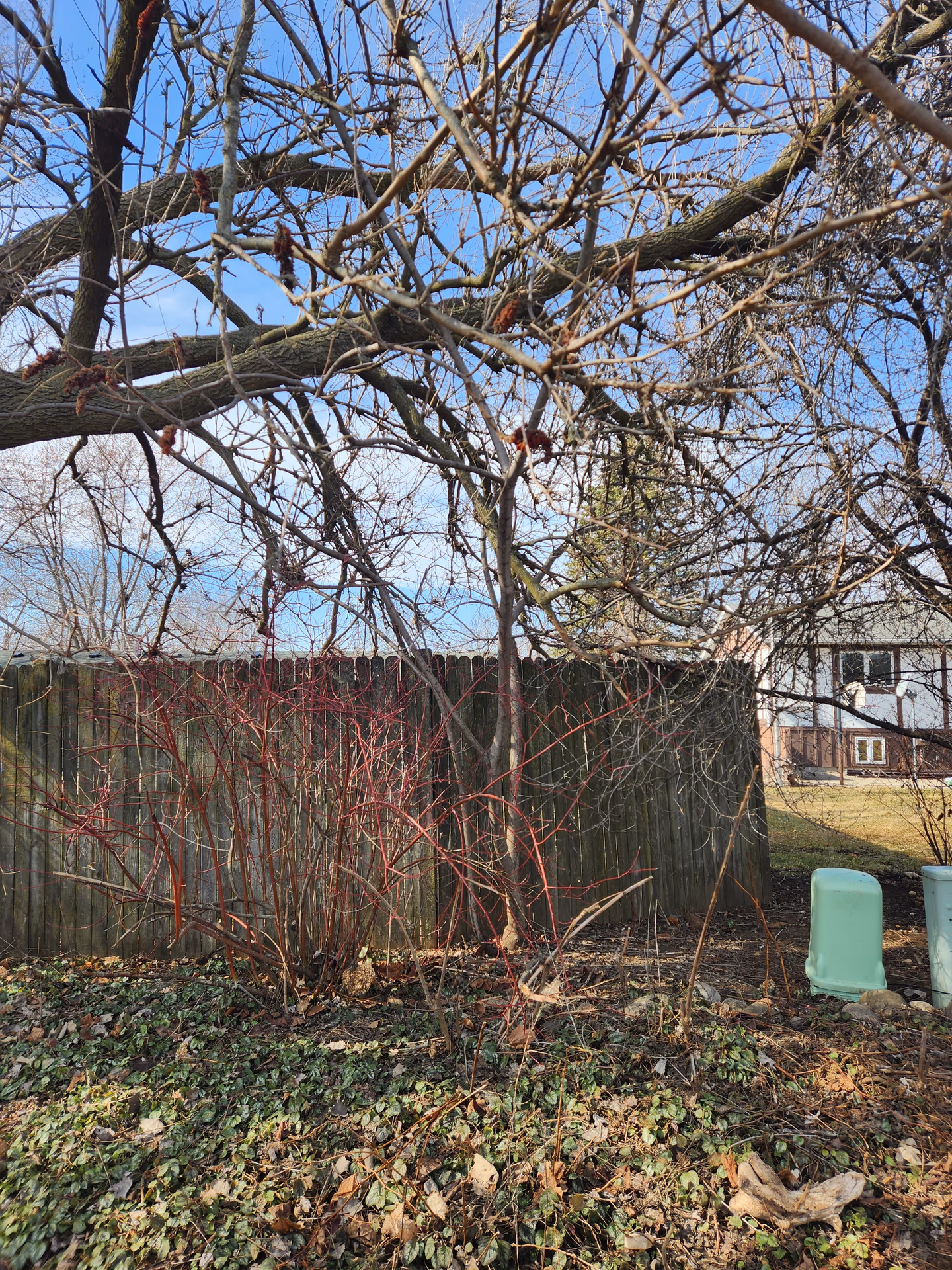 My Neighbor's Tree Fell on My Property — Who Pays? (Wisconsin)