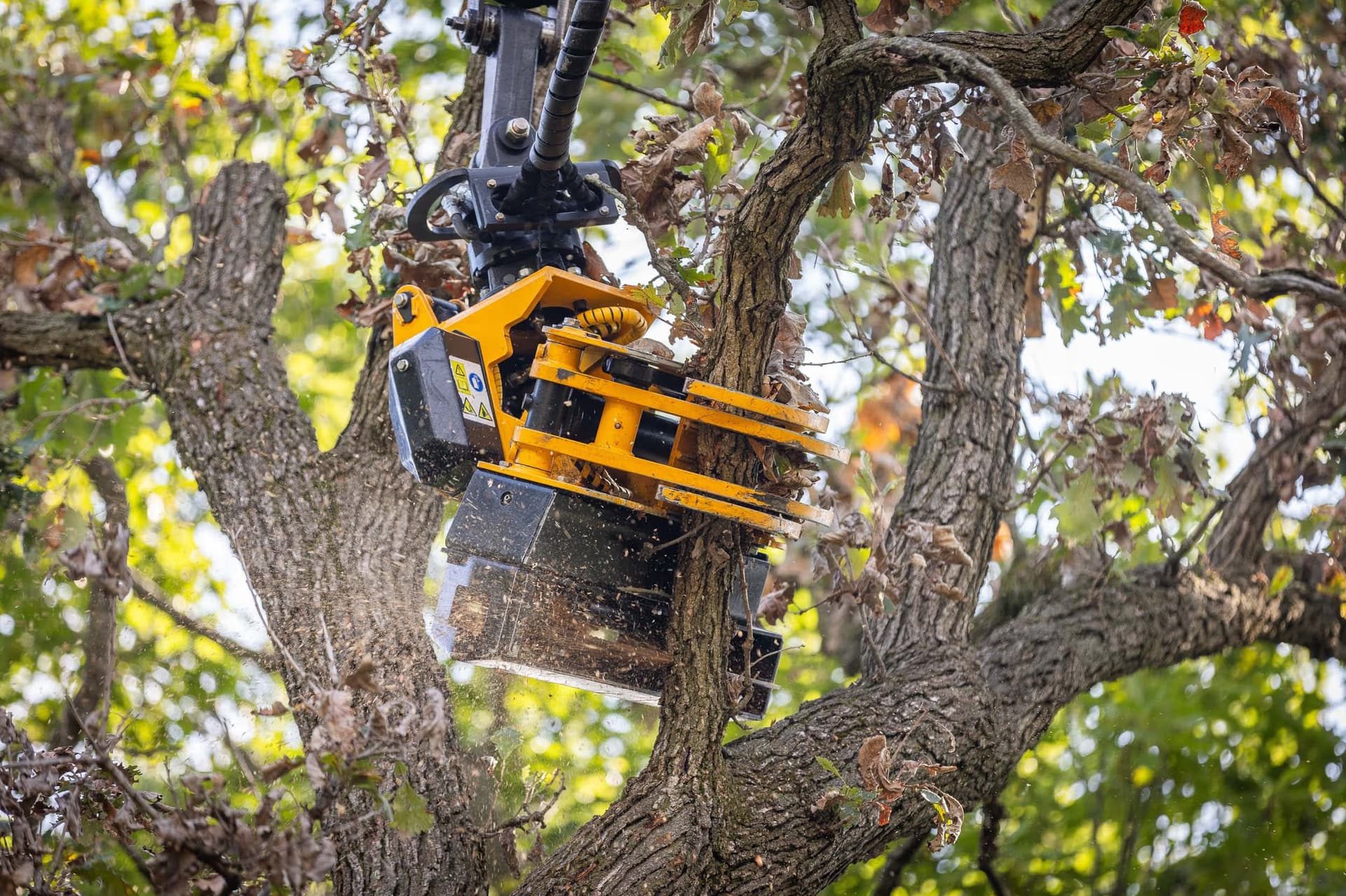 Arborist Services