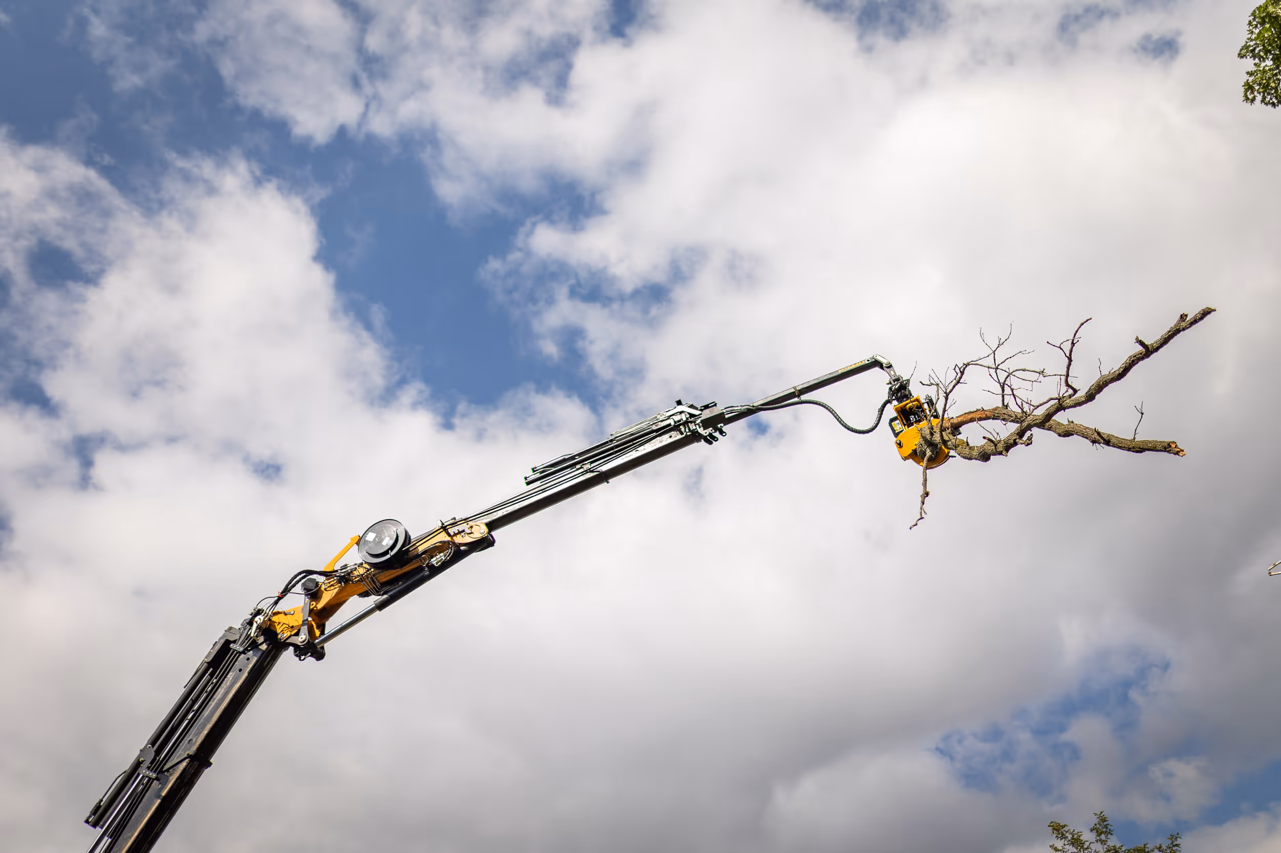 Ensuring safety and beauty: tree wise men llc’s vital role in removing dead or hazardous trees in evansville, wi