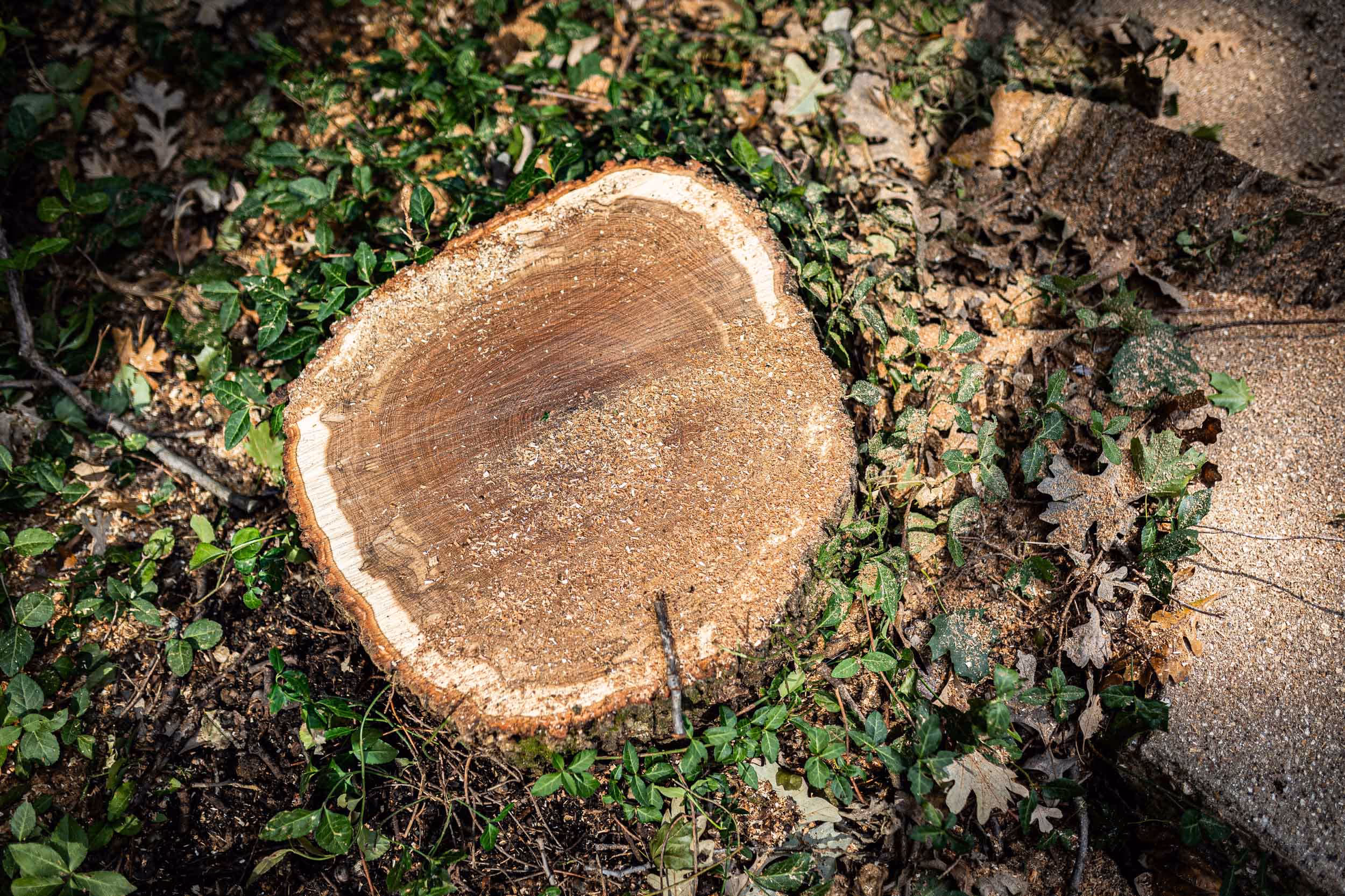 Clearing the way: how to tackle stubborn tree stumps