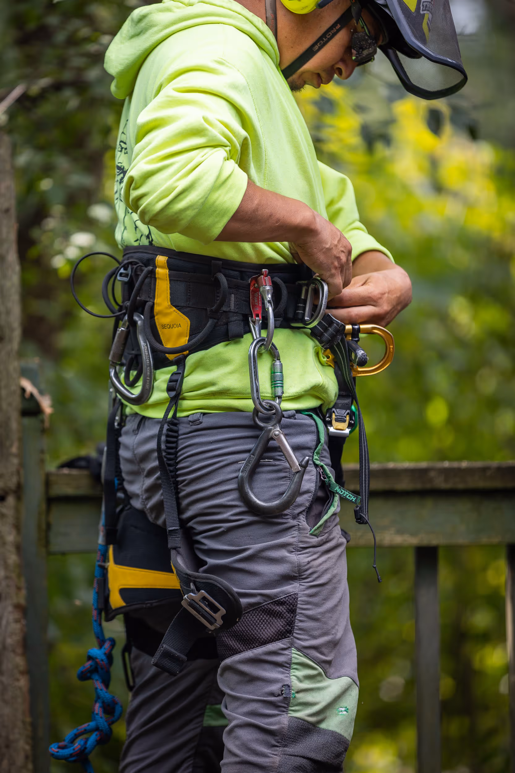 Certified arborist at work