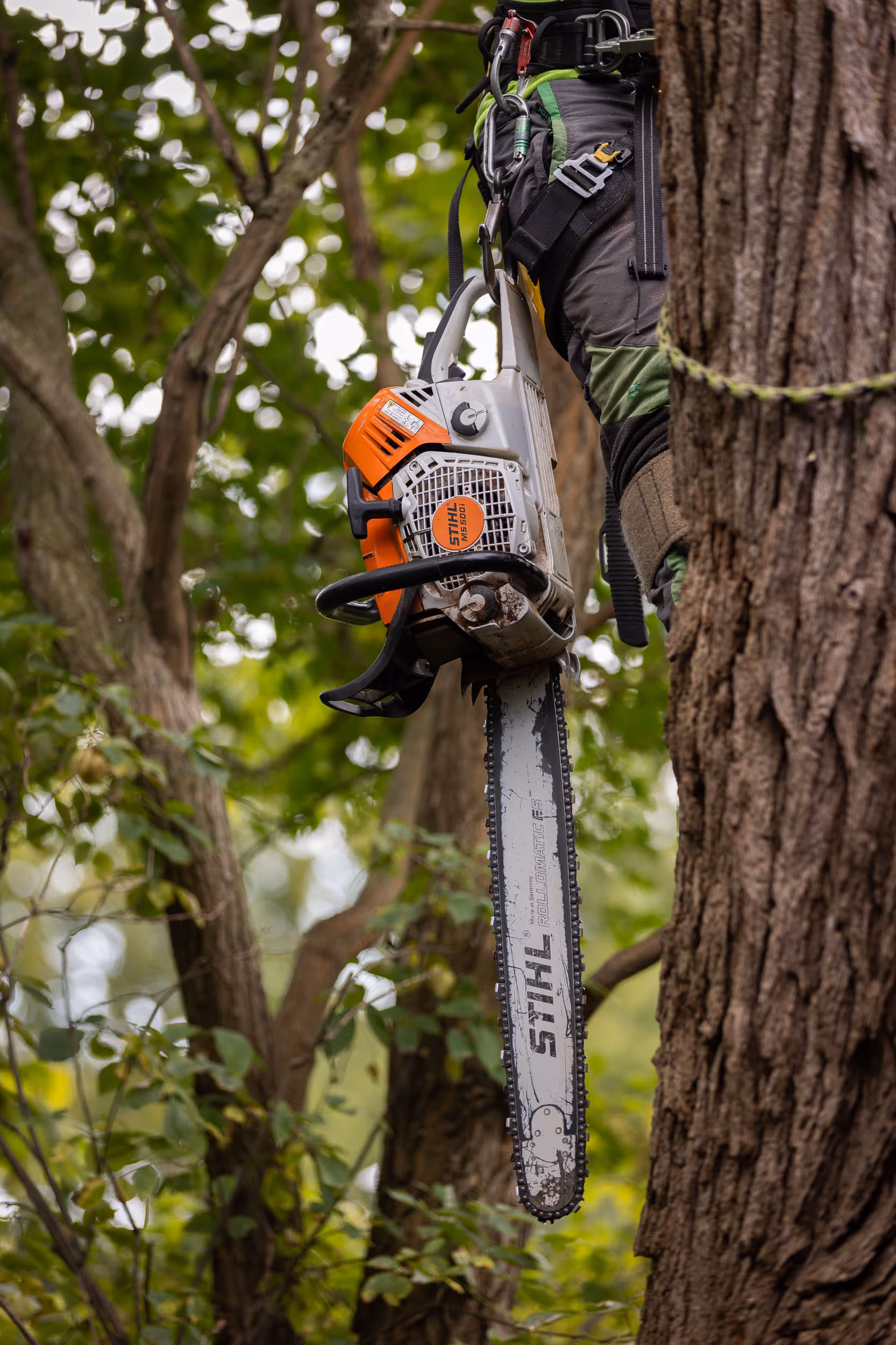 Tree Removal Service Project Completed in Courthouse Hill, Janesville
