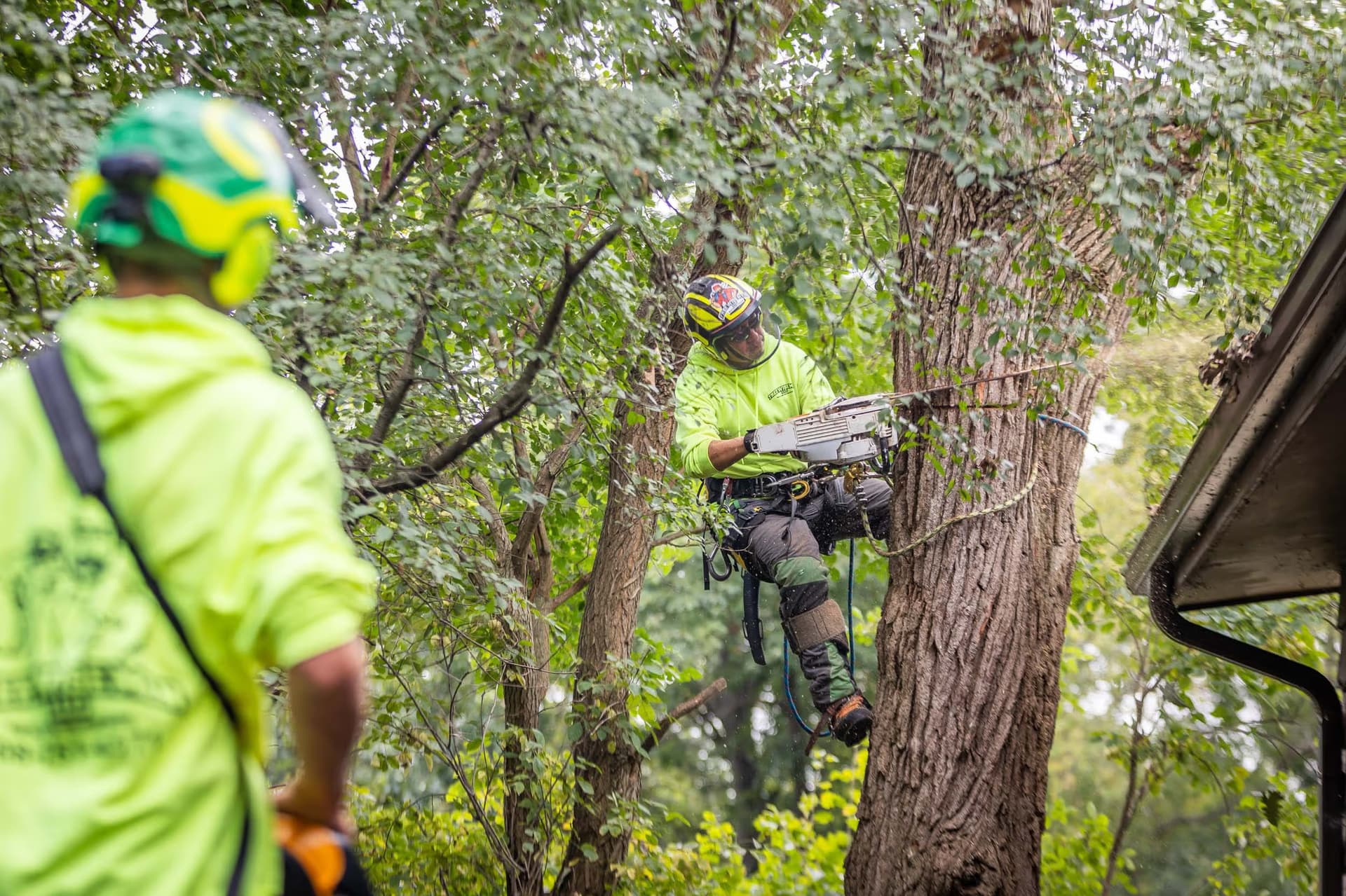 Understanding Property Lines: Whose Responsibility is Tree Care, Trimming, or Removal?