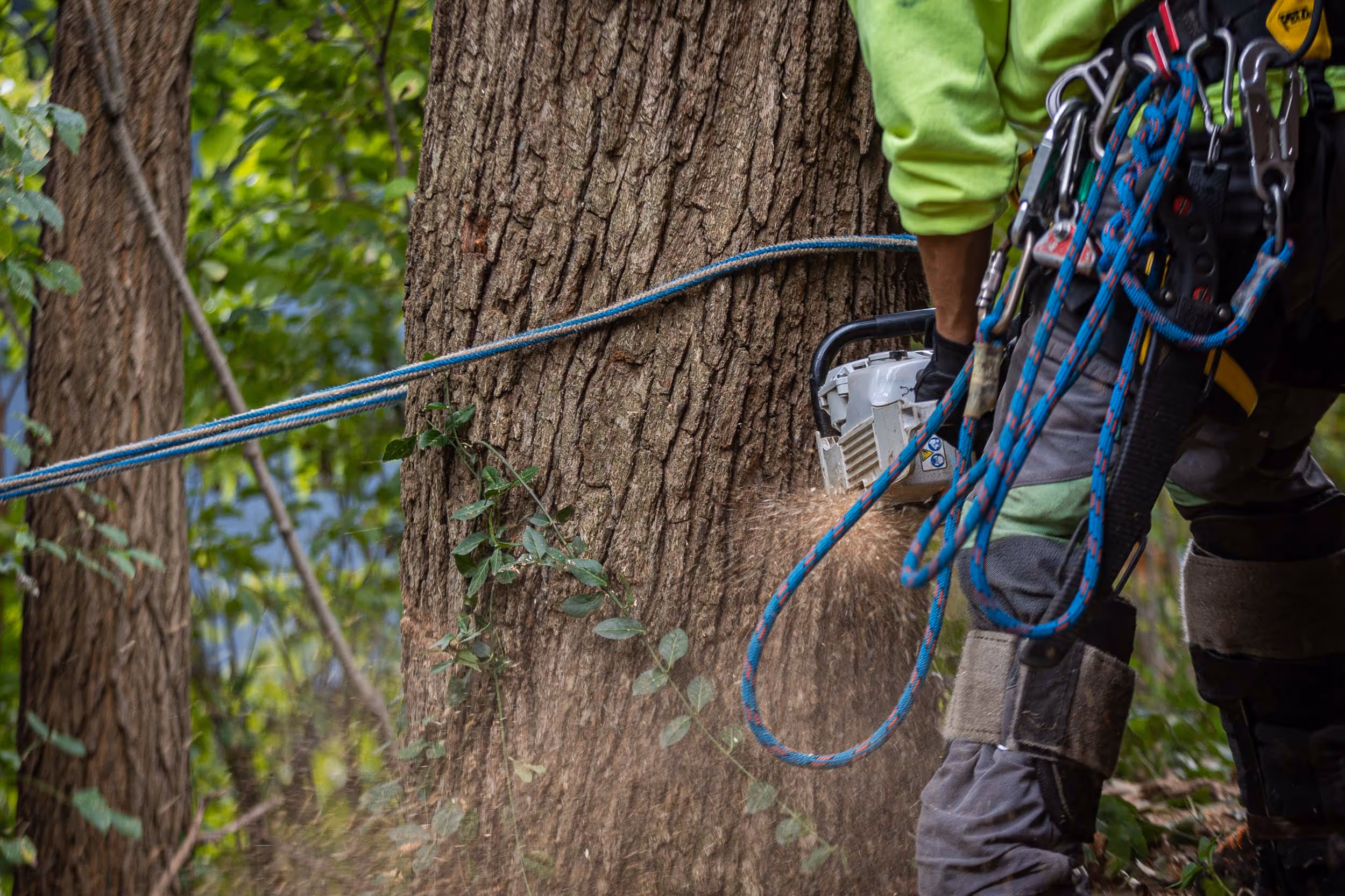 Storm Damage Tree Removal in Rock County, WI