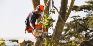 tree removal service in courthouse hill janesville wi