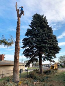Recent Project Tree Removal on Washington St, Janesville