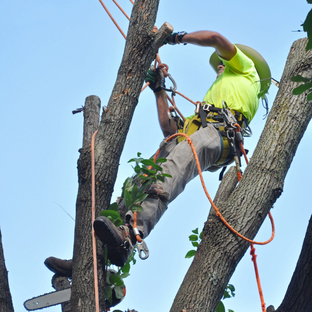 tree removal service newville wi