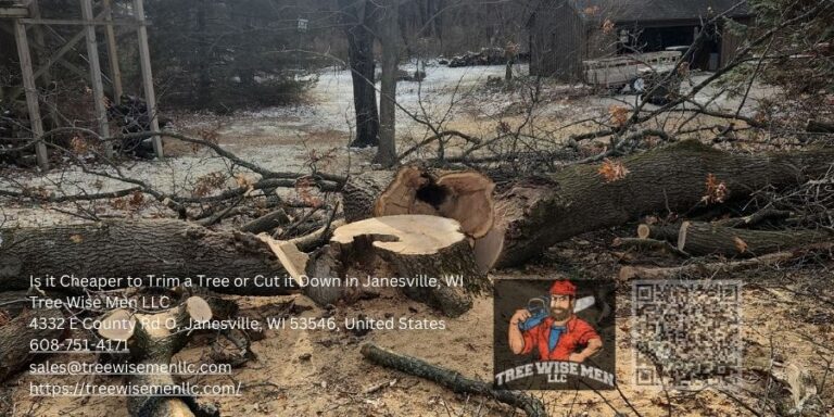 Is It Cheaper to Trim a Tree or Cut It Down in Janesville, WI